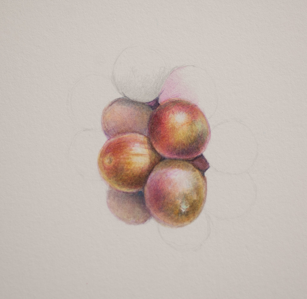 Grape-drybursh-filoli-2-2014