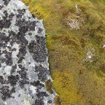 Umbillcaria lichen and cushion plant