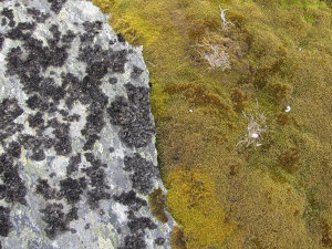 Lichens and cushion plant
