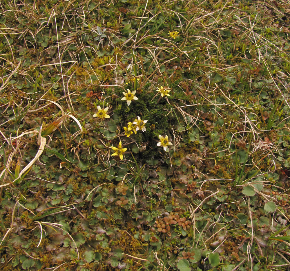 Ranunculus gracilipes