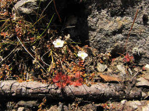 Drosera spathulata, small carnivorous plant