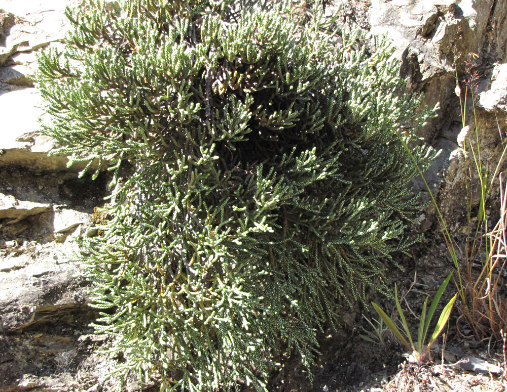 Helichrysum intermedium