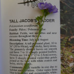 P1000929-jacobs-ladder