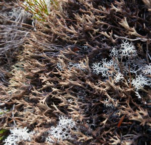 Lichen Cladia Sullivanii 