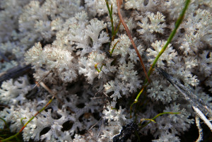 Lichen: Cladonia retipora