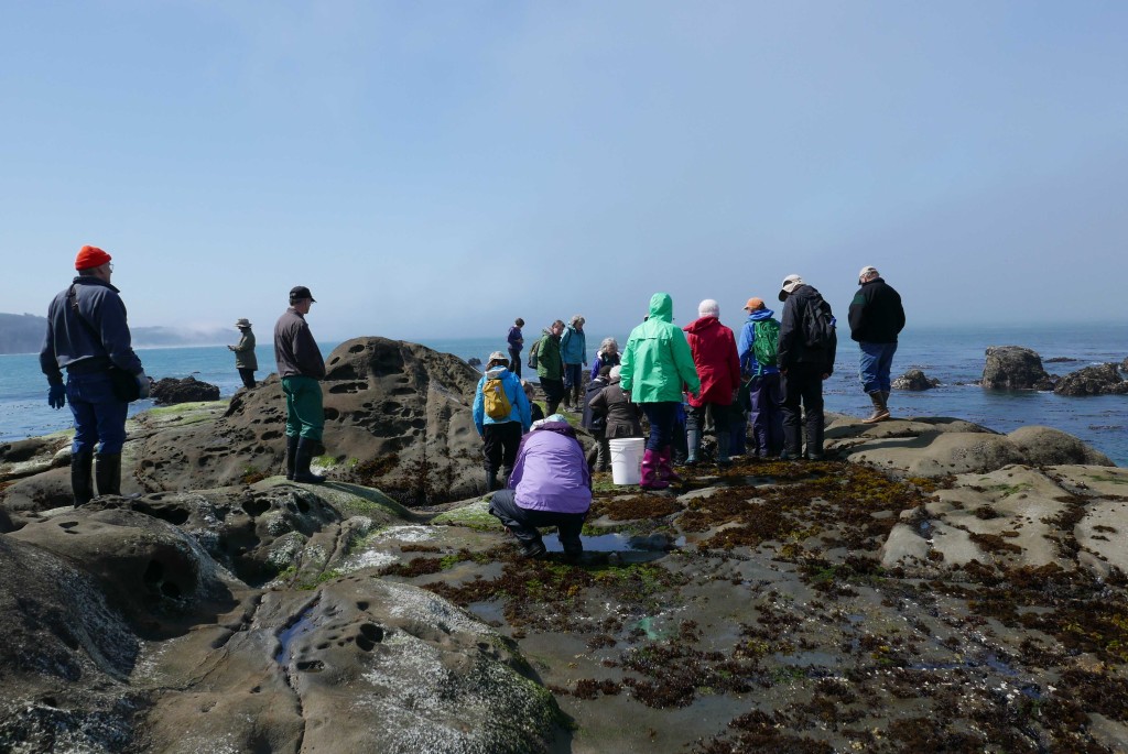 Tidepools and whale watching