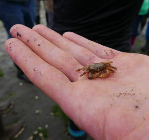 Small crab living in the Gaper oyster